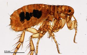 Close up of a Bed Bug